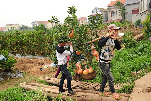Tết nguyên đán năm nay là một vụ mùa thành công đối với người nông dân trồng cây cảnh ở Văn Giang.
