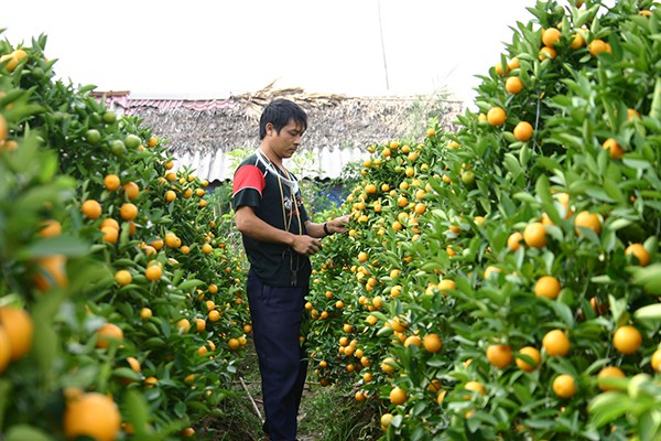 Nhiều vườn đã được các thương lái đặt mua từ cách đây hơn tháng.