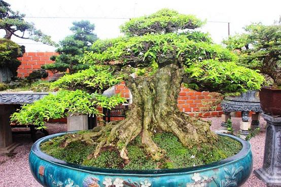 
Gốc bonsai đang chờ khách đại gia
