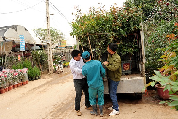 
Rất nhiều giống hoa hồng được người dân nơi đây đưa về để phát triển tại địa phương.
