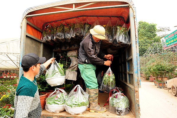 
Thu nhập từ hoa cao gấp nhiều lần so với trồng lúa, ngô trước đây.
