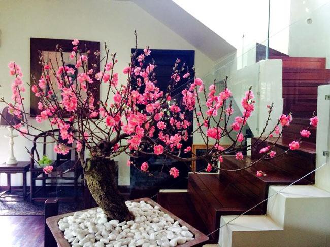 Đặt cây cảnh trong nhà ngày Tết luôn phải quan trọng vị trí hợp phong thủy. (Ảnh minh họa)