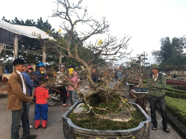 
Cây Hoàng Mai thế “Bạt phong hồi đầu” thu hút nhiều người dân hiếu kỳ đến xem. Ảnh:TA
