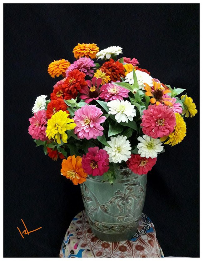 Cúc nhiều màu tô điểm cho không gian thêm xuân sắc, ấm nồng.