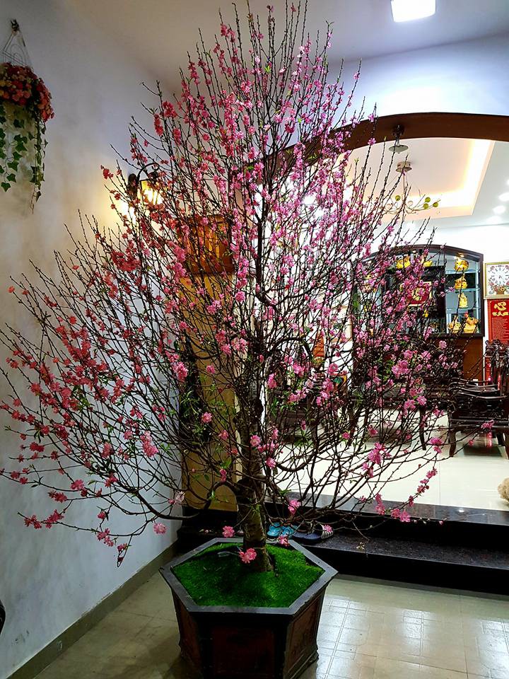 Mỗi cây cảnh Tết được mọi người lựa chọn đều do tên gọi có ý nghĩa tốt đẹp. (Ảnh minh họa)