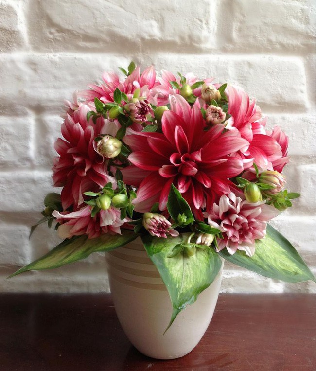 Thược dược cũng được chọn để trưng nhà vào dịp Tết.