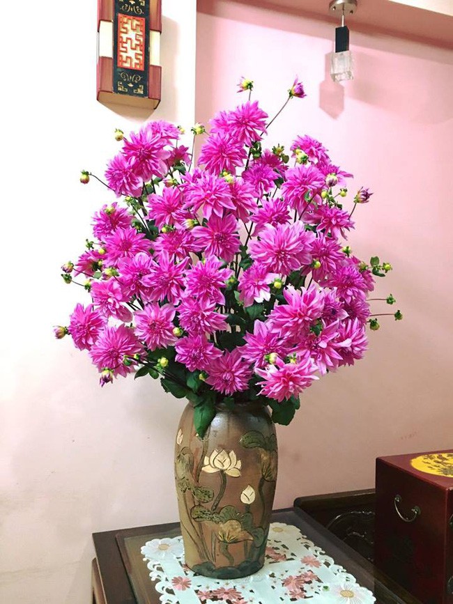 Thược dược hồng cho Tết an vui.