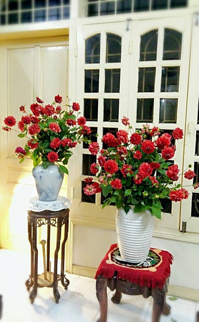 Góc rực rỡ đón Tết với thược dược đỏ.