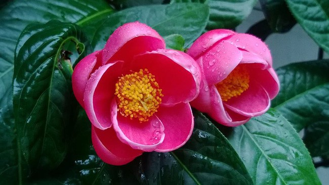 Hoa hải đường là loài hoa tượng trưng cho mùa xuân.