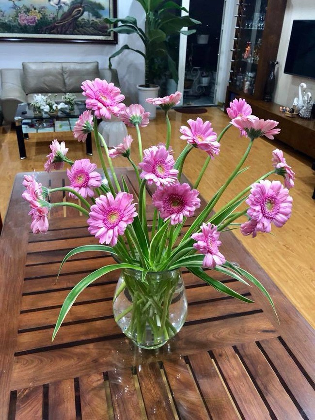 Hoa đồng tiền dễ cắm với vẻ đẹp giản dị, bình yên.