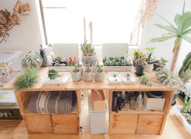 Phòng khách được bố trí sofa, bàn trà và hai ghế đơn, đủ nội thất gọn xinh với màu sắc dung dị cho những chức năng thông thường trong sinh hoạt hàng ngày. Điều làm nên sự thú vị đó chính là vợ chồng trẻ đã đặt thêm chiếc bàn vô cùng xinh xắn ở gần cửa sổ, nơi có nhiều ánh sáng tự nhiên giúp những loài cây mà họ sưu tầm được luôn tốt tươi, đẹp mắt.