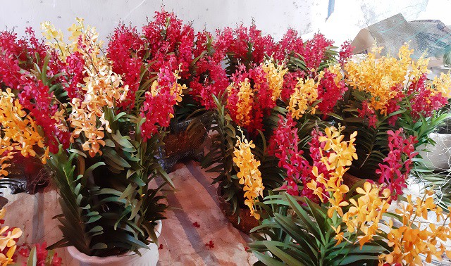 Với hai màu chủ đạo vàng và đỏ, mokara khoe sắc sặc sỡ