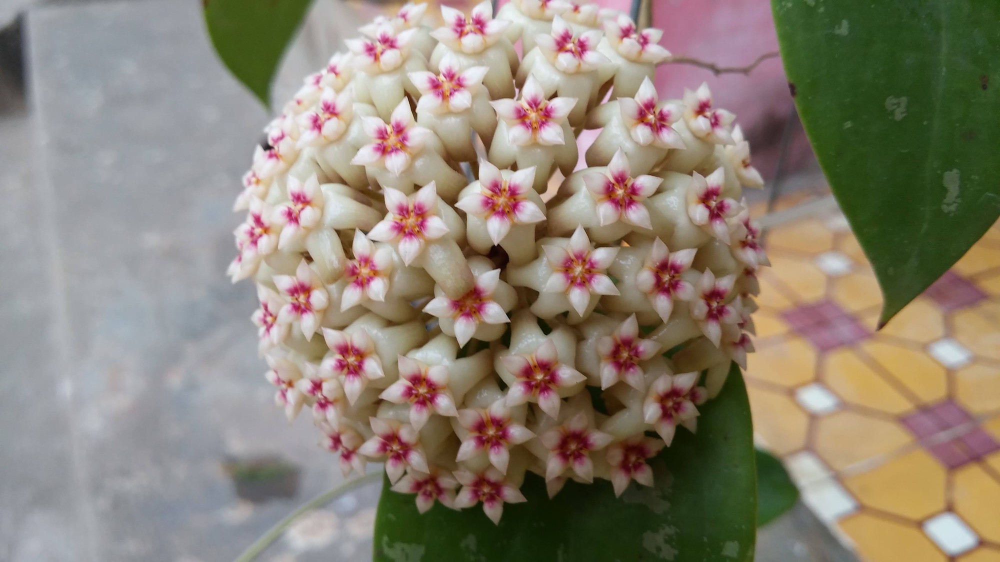 Một bông cẩm cù khoe sắc.