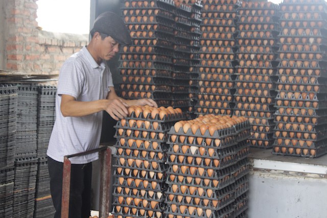 
Mỗi ngày trang trại của ông Đoàn cung cấp cho thị trường khoảng 34.000 quả trứng. Ảnh: Hoàng Huyền
