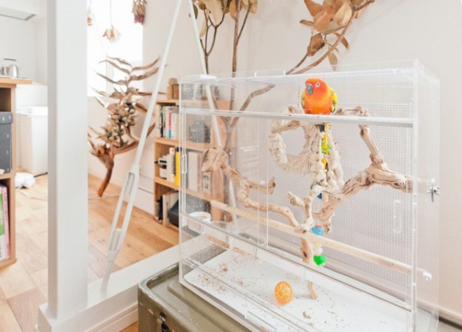 Bên cạnh thú bông, cặp vợ chồng trẻ còn nuôi một vài chú vẹt với màu sắc vô cùng bắt mắt.