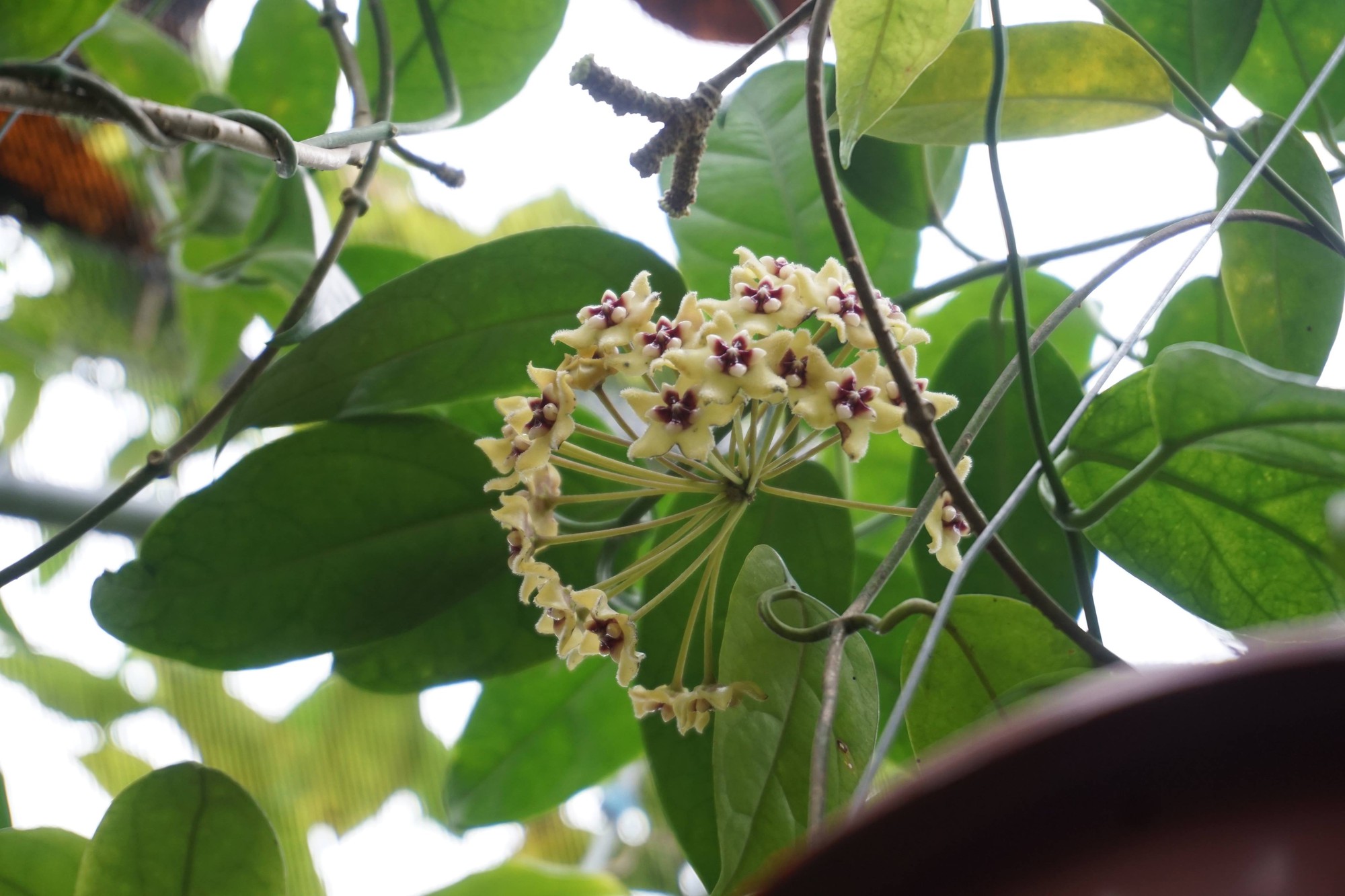 Theo chị Thuận, trồng cẩm cù phải đặc biệt chú ý đến điều kiện nhiệt độ, độ ẩm.