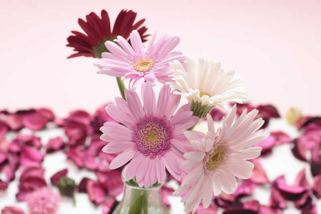 Hoa đồng tiền mang tài lộc, may mắn về tài chính vào nhà trong dịp đầu năm.