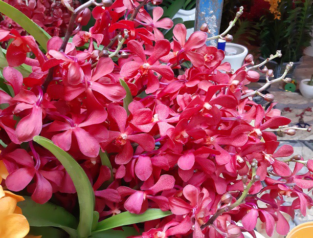 Mỗi bông mokara sẽ có 6 cánh hoa, nở khoảng 2-3 tháng