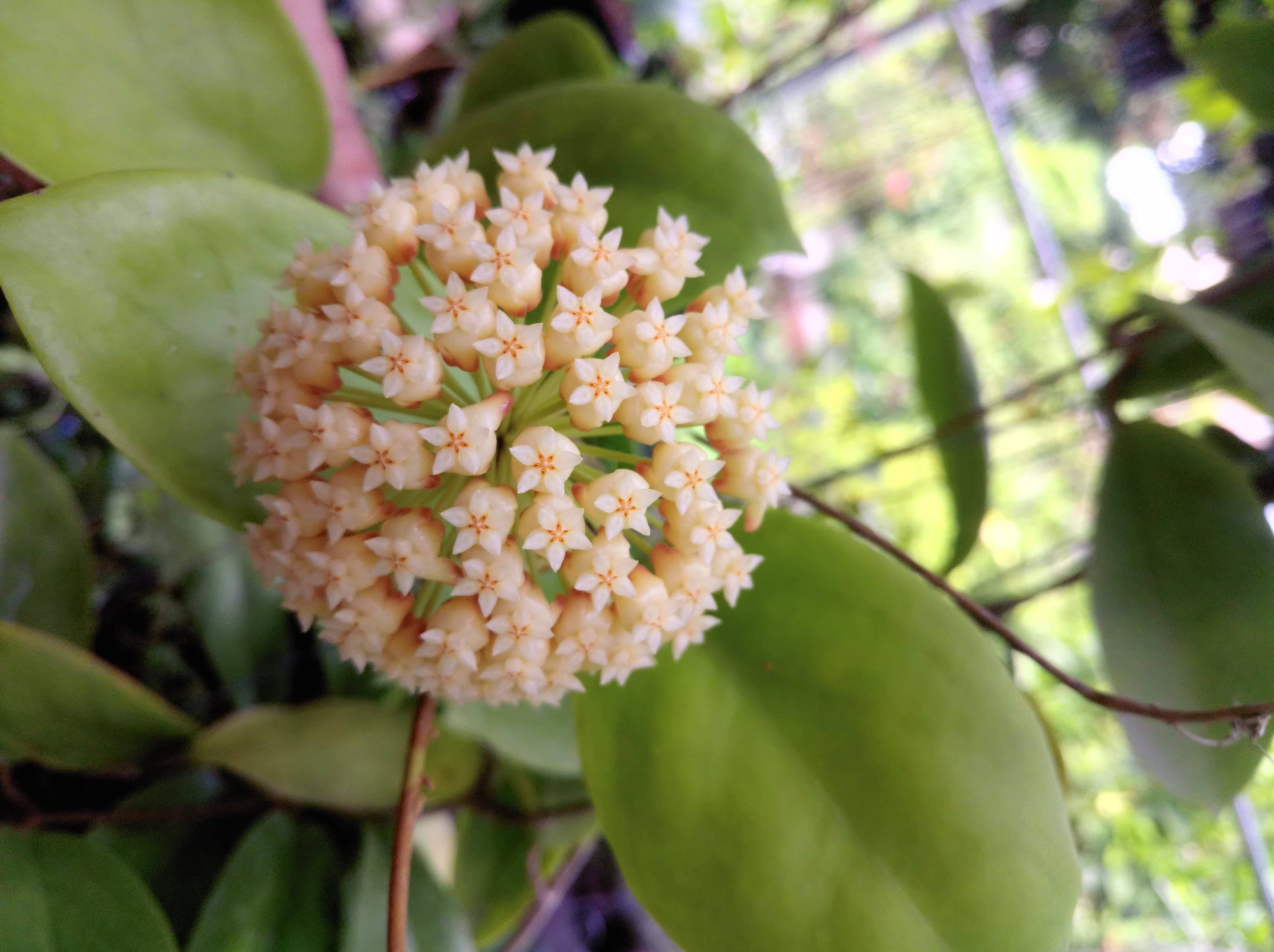 vuon cam cu 10.000 cay du loai ruc ro khoe sac cua co giao ha noi hinh anh 6