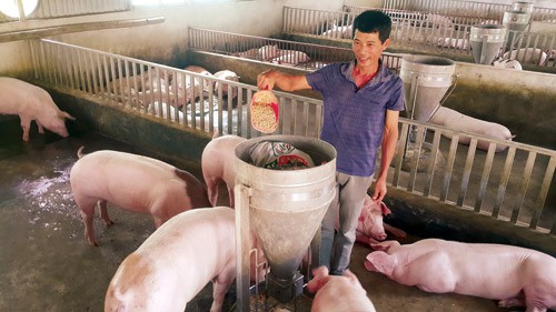 
Trang trại của ông Thục là một trong những trang trại chăn nuôi lợn độc đáo ở Nam Định. Ảnh: Đăng Hải
