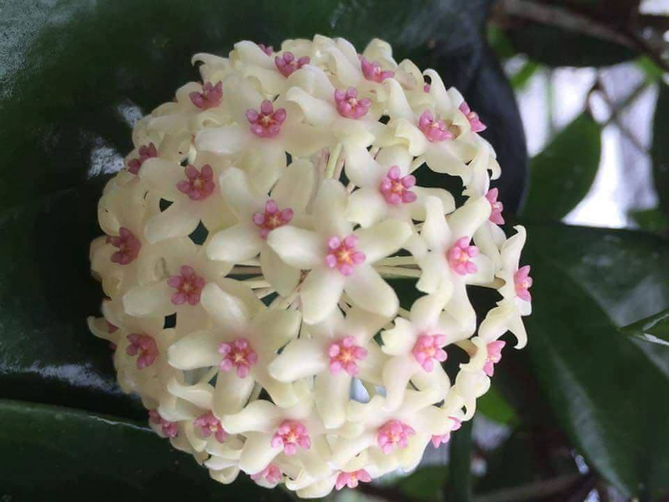 Chị Thuận đã có 5 năm chơi cẩm cù.