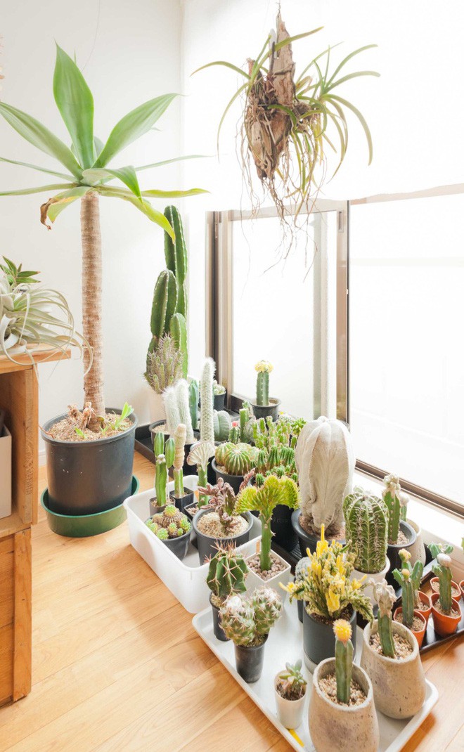 Vợ chồng Atsushi có niềm đam mê đặc biệt với các loại cây trồng trong nhà, cây cần ít sự chăm sóc nhưng vẫn đẹp duyên dáng khi ngắm nhìn.