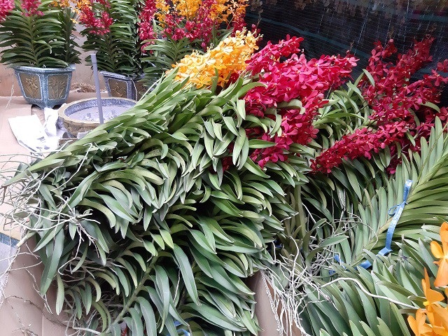 Sau khi cắt phần trên cắm vào chậu, phần dưới vẫn có thể trồng và ra hoa bình thường