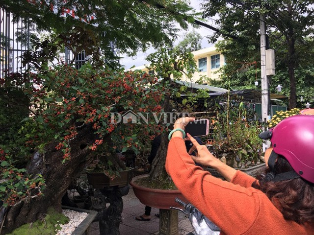
Người dân chụp ảnh cây dâu.
