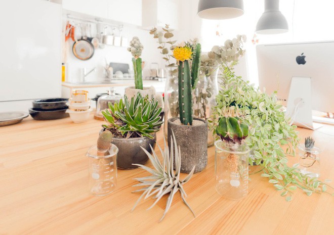 Trên bàn làm việc cũng được đặt rất nhiều các loại cây. Ngoài công việc thường ngày, cặp vợ chồng trẻ dành nhiều thời gian để bố trí tiểu cảnh, nhân giống cây và trồng các cây con.