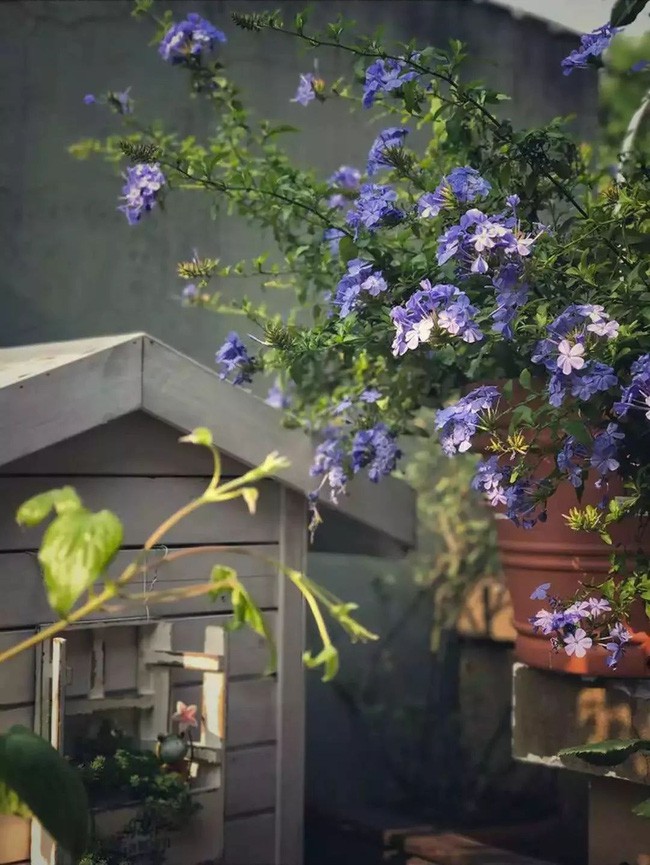 Mỗi góc nhỏ đều duyên dáng với hoa tươi do chính tay Lancome trồng.