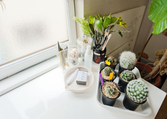 Sở thích đặc biệt này giúp cho bất kỳ góc nhỏ nào trong căn hộ đều đẹp ấn tượng với những chậu xương rồng, chậu cây cảnh.
