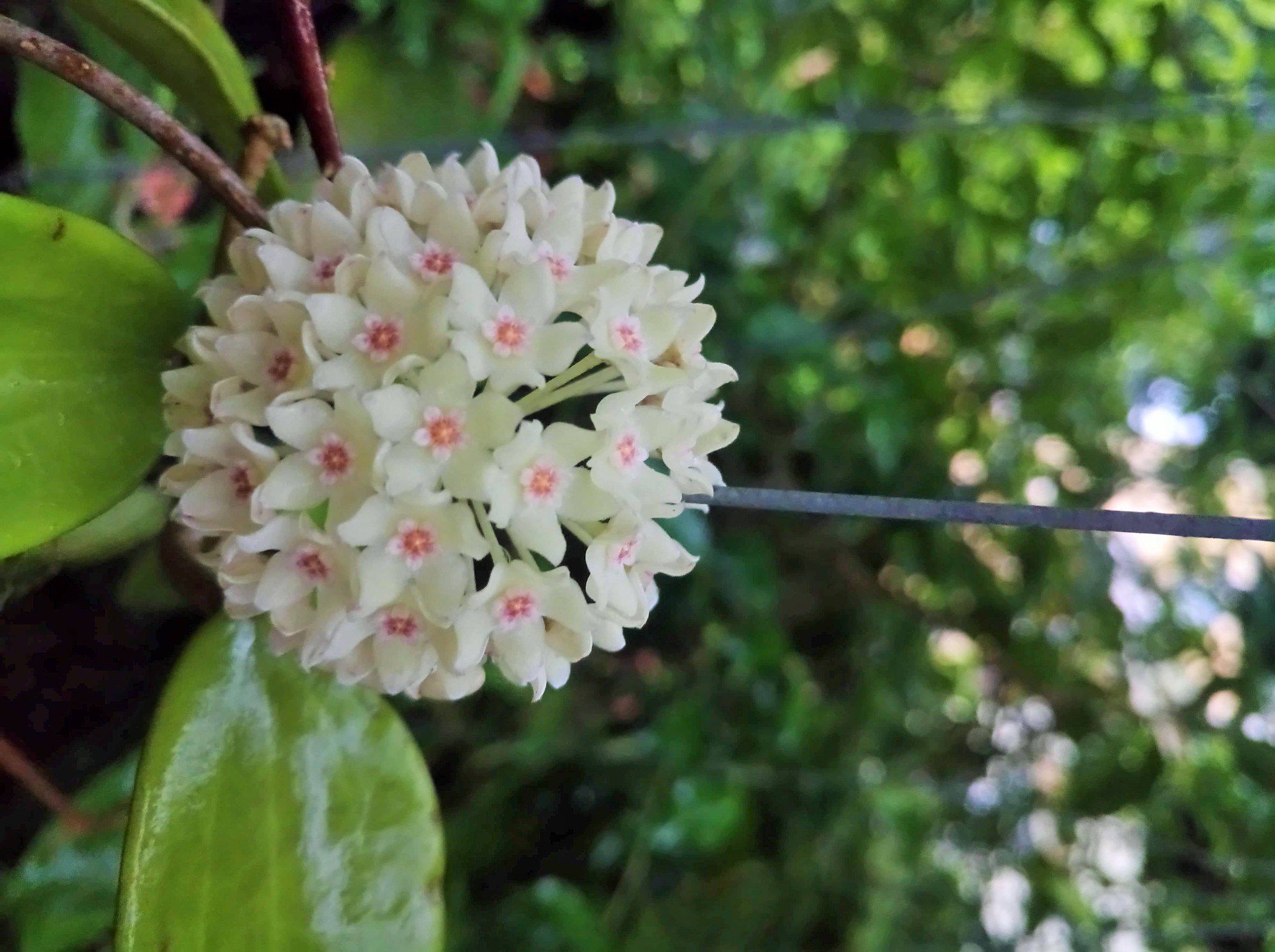 Hiện trong vườn nhà chị có 180 loài cẩm cù với khoảng 10.000 cây.