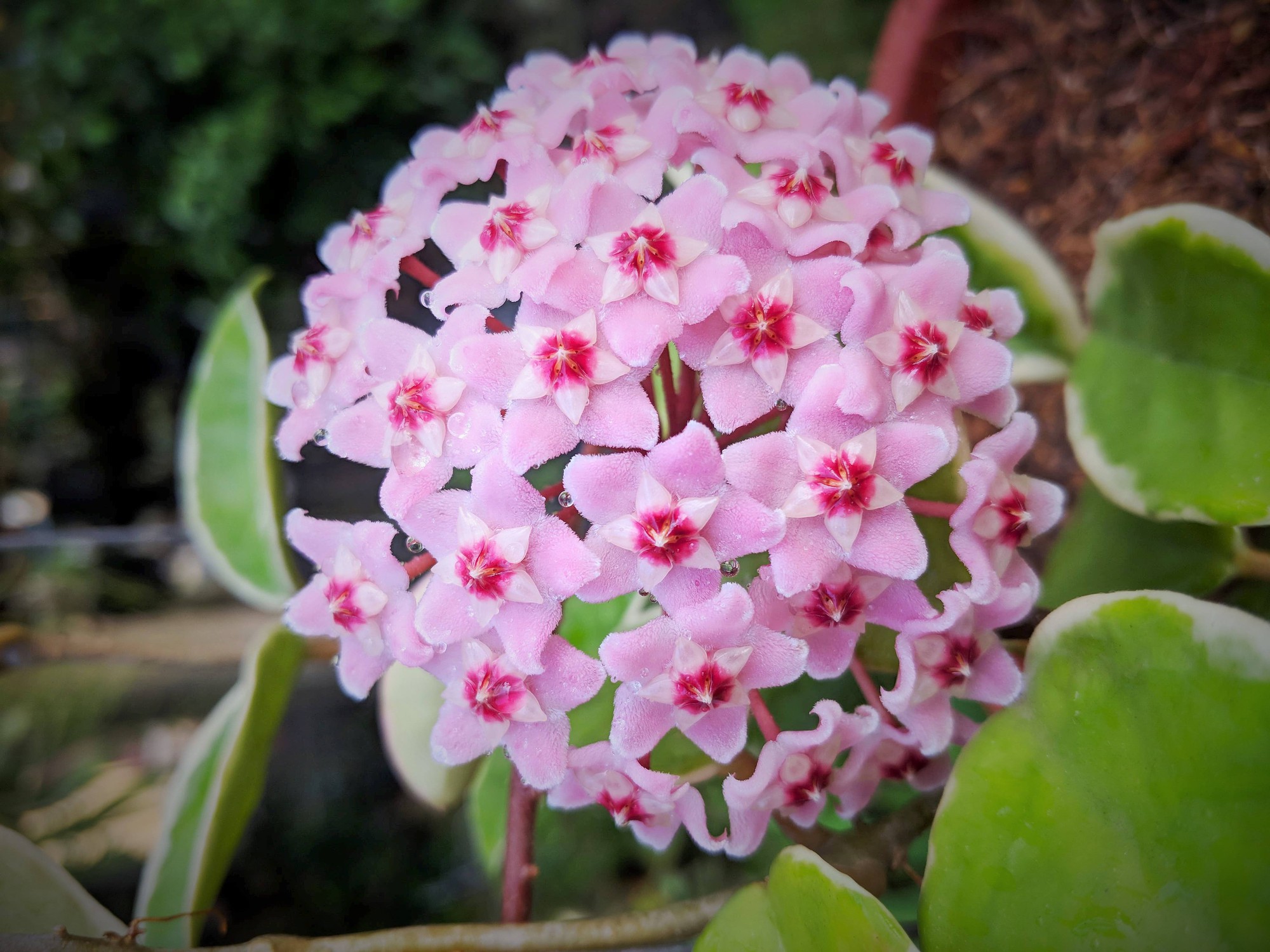 Một bông cẩm cù khoe sắc.