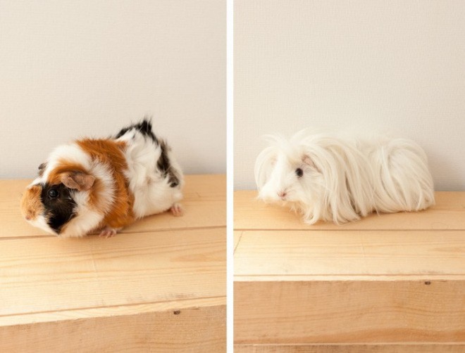 Ai có thể tin rằng, đây lại là những chú chó bằng bông vô cùng ấn tượng.