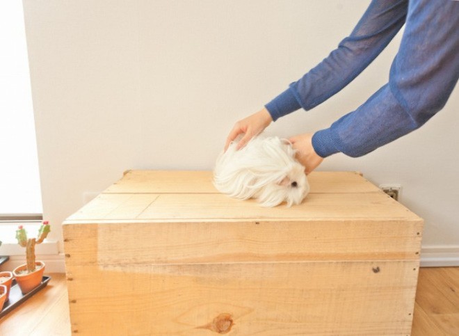 Thú bông được sử dụng như một công cụ trang trí giúp từng góc nhỏ vốn dung dị, đơn giản trở nên sinh động và vui mắt hơn.