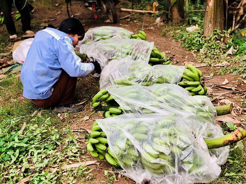
Chị Huệ (xã Liên Châu, Yên Lạc, Hưng Yên) đang thu hoạch chuối chuẩn bị mang đi tiêu thụ.
