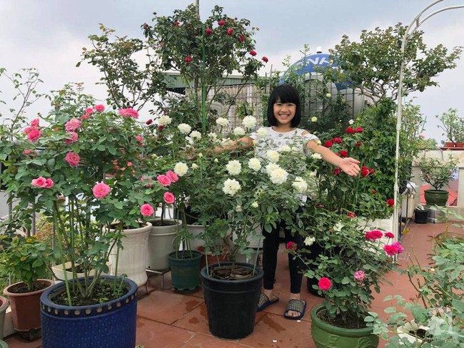 Một góc vườn rực rỡ với đủ loại hồng.