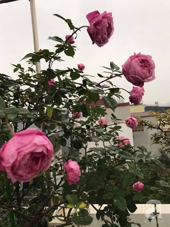 Những góc vườn ai nhìn cũng mê mẩn.