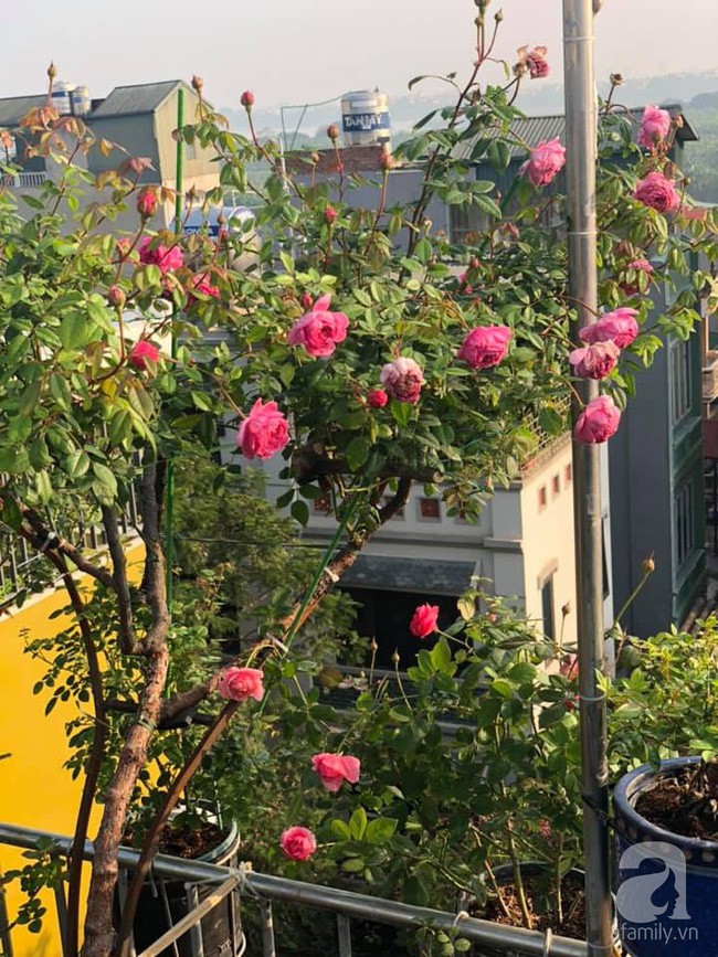 Gốc hồng nở hoa thơm ngát.