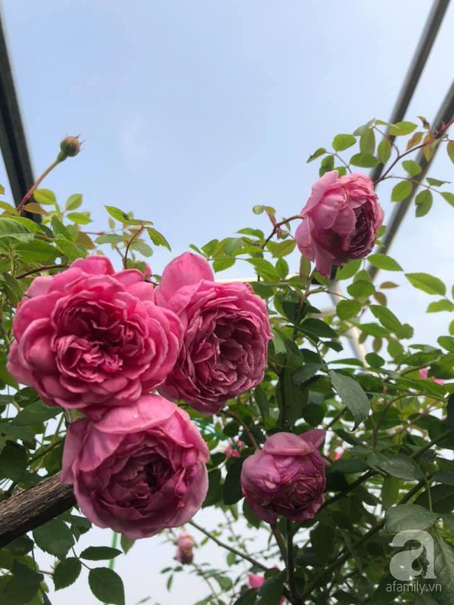 Khoe sắc trong nắng xuân.