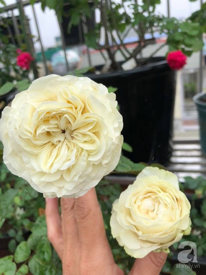 Chị Uyên rất yêu khoảng sân thượng trên cao nhà mình.