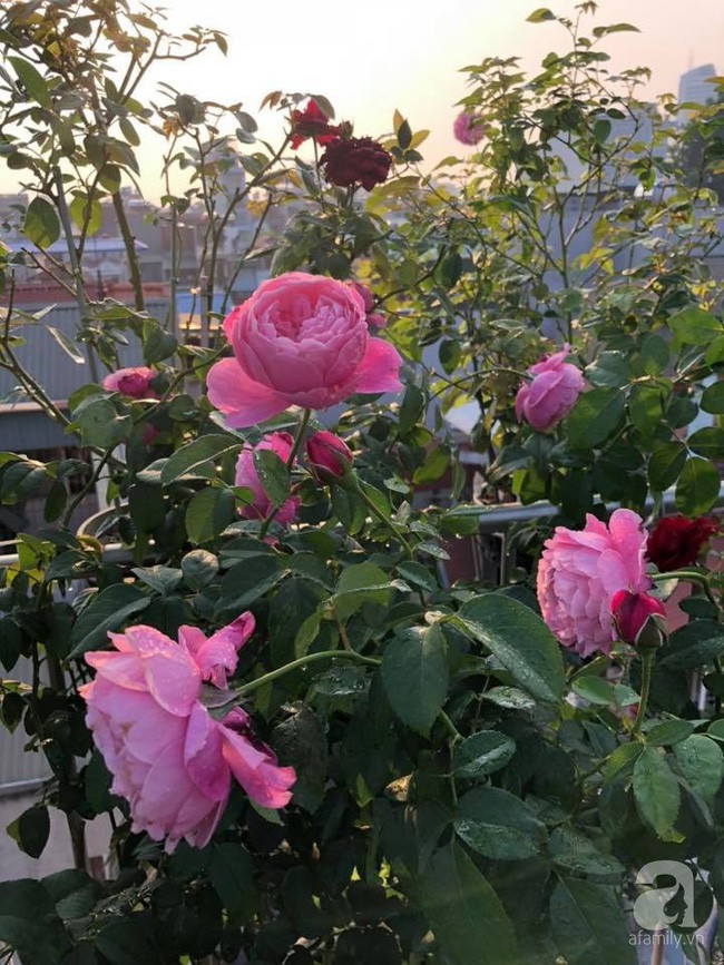 Hồng nở rực rỡ trên sân thượng.