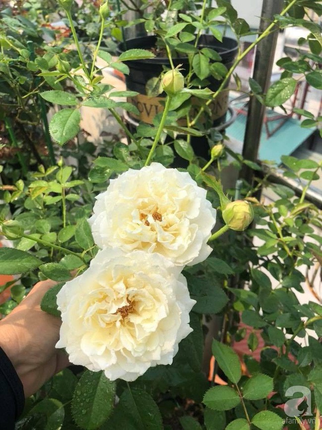 Hồng nở rực rỡ.