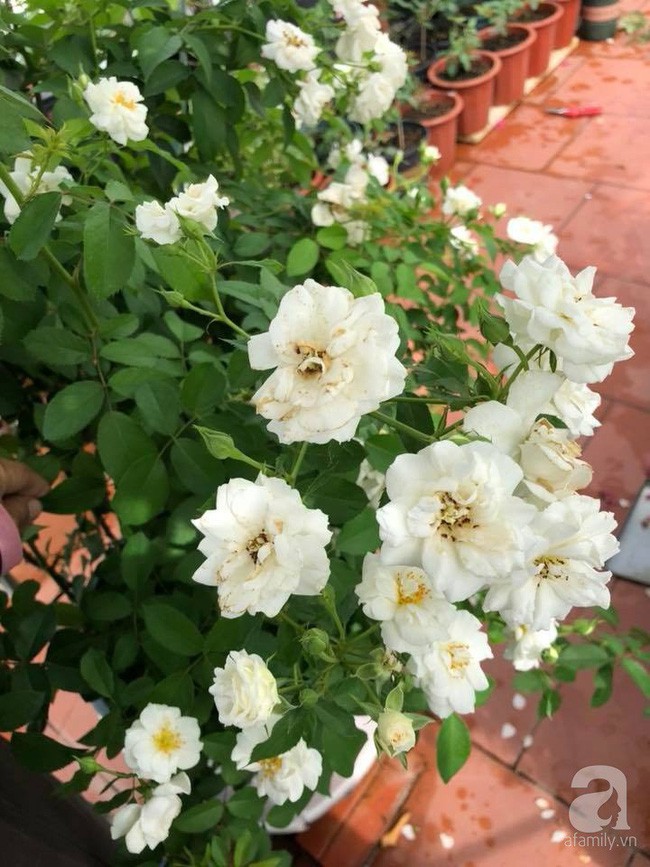 Những cành hồng sai trĩu bông.