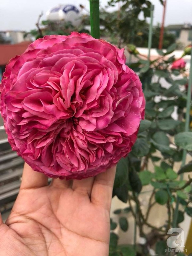 Hoa hồng dịu dàng.