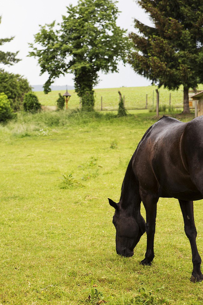 Không gian ngoại thất được sắp xếp khéo léo, đủ để ngôi nhà vườn đẹp như một bức tranh.