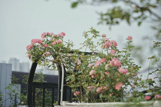 Những loài hoa được chăm chút bằng cả tình yêu.