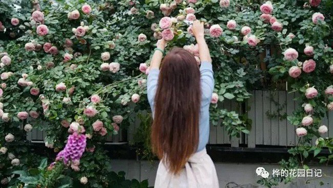 Hoa hồng nở rộ trên sân thượng.