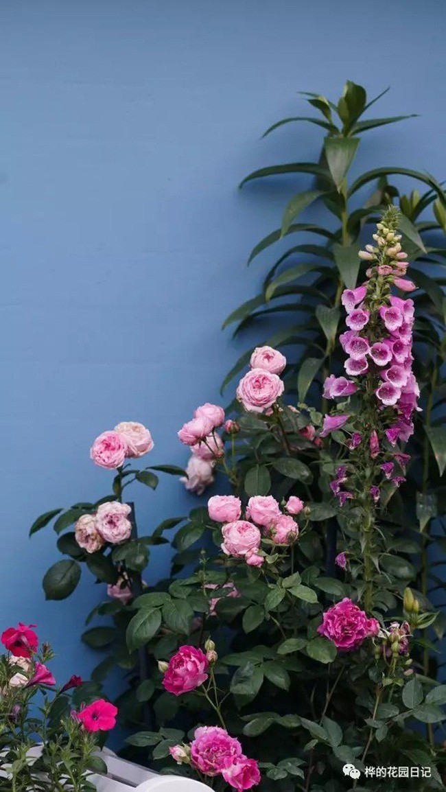 Góc hoa nổi bật trên nền sơn màu xanh.