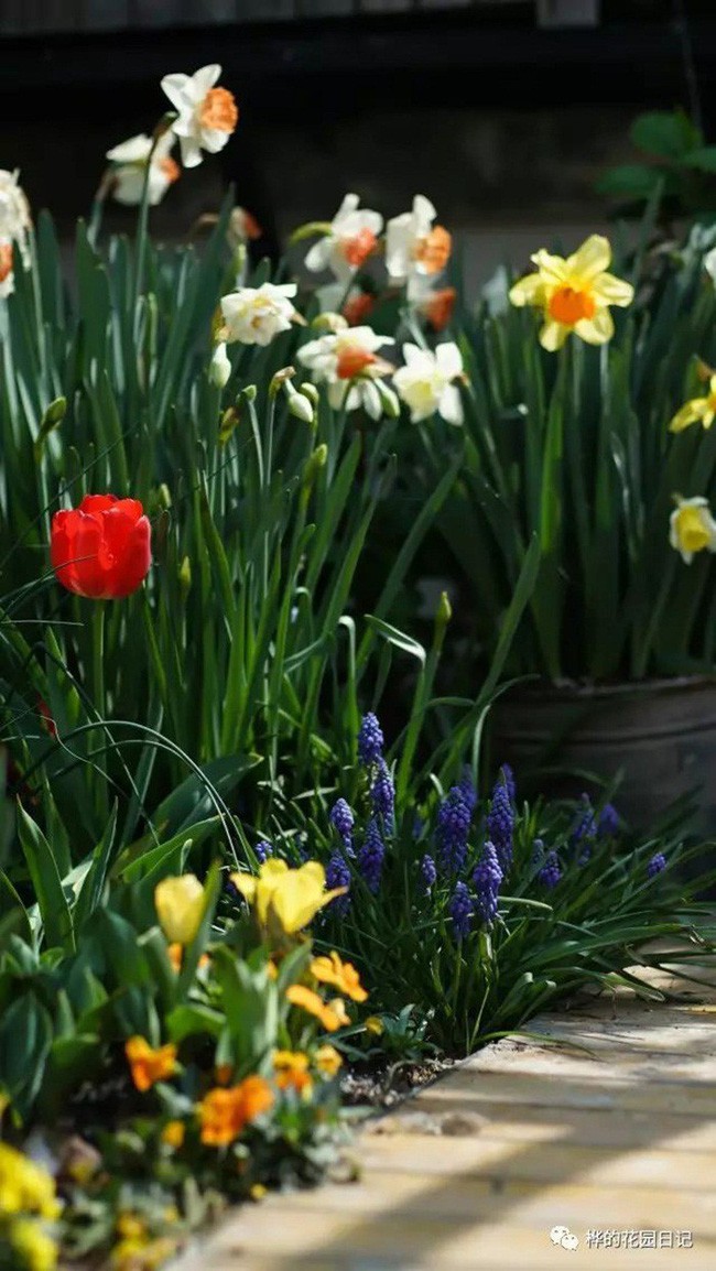 Hoa nở rực rỡ vào mùa xuân.